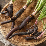 10 Comfrey Roots, Comfrey Plants Live Roots for Planting Outdoor Garden, Fast Growing Perennial Herb Plant