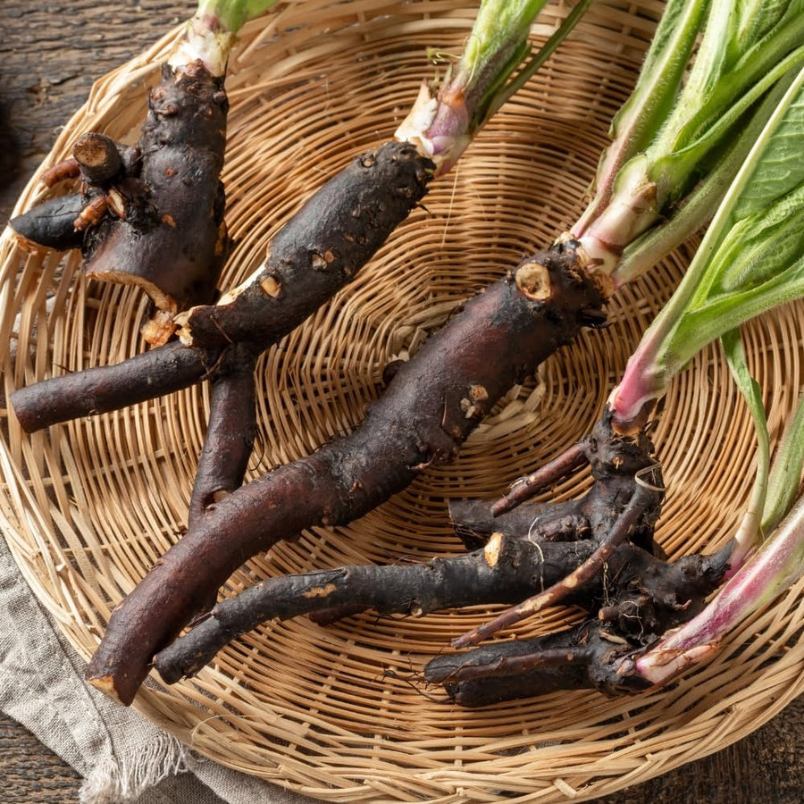 10 Comfrey Roots, Comfrey Plants Live Roots for Planting Outdoor Garden, Fast Growing Perennial Herb Plant
