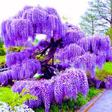 Purple Wisteria Tree Live Plant, Purple Wisteria Plant Live 6-12 Inc Height, in Pot, Wisteria Vine Live Plant, Fragrant Flowers