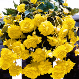 Begonia Live Plant Outdoor, Can Grow As Weeping Begonia, Yellow Begonia, Fast-Growing, Easy-Care Flowering Plant for Gardens Containers, 5-9” Tall, No Pot, Begonia Maculata Plants
