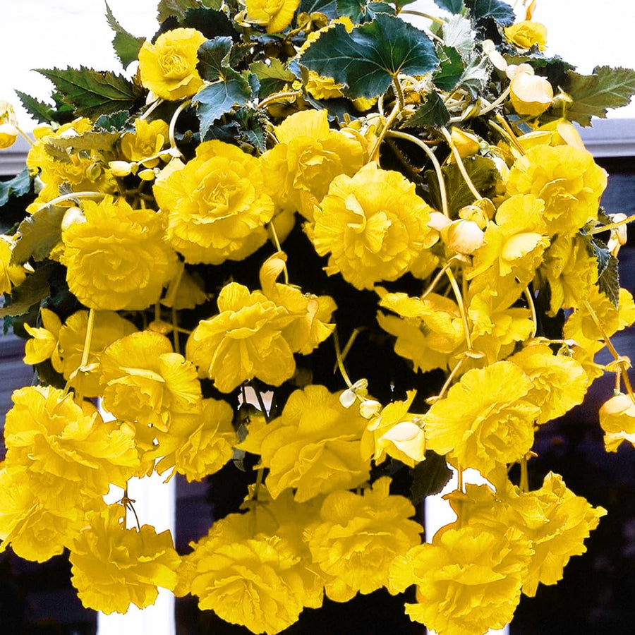 Begonia Live Plant Outdoor, Can Grow As Weeping Begonia, Yellow Begonia, Fast-Growing, Easy-Care Flowering Plant for Gardens Containers, 5-9” Tall, No Pot, Begonia Maculata Plants