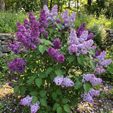 Purple Lilac Plants 12–18" Tall, Well Rooted Live Flowering Lilac Shrubs for Patio, Container and Backyard Landscaping
