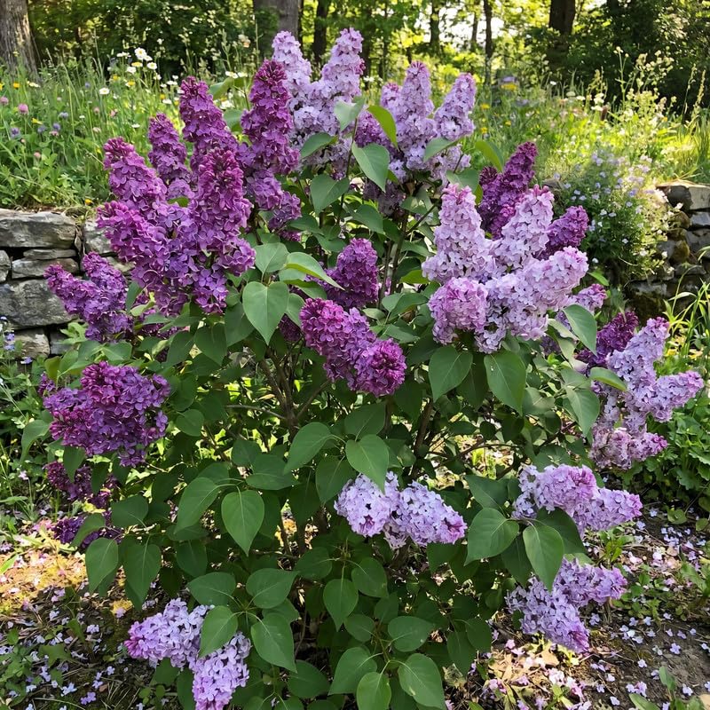 Purple Lilac Plants 12–18" Tall, Well Rooted Live Flowering Lilac Shrubs for Patio, Container and Backyard Landscaping