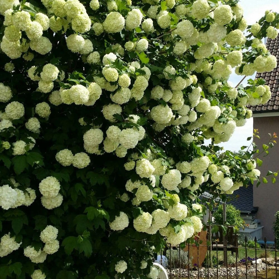 2 Snowball Bush Live Plant in Pot, Snowball Viburnum Tree 4-6 Inches Tall, Flowering Viburnum Shrub for Outdoor Gardens and Walkways