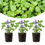 Pack 3 Catnip Plant Live, Well Rooted from 4-6 Inches Tall, Garden Ready Herb Plants for Home Garden, Patio and Outdoor Growing