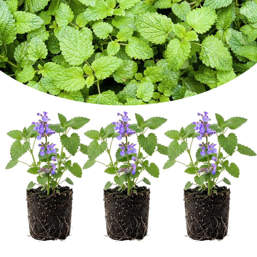 Pack 3 Catnip Plant Live, Well Rooted from 4-6 Inches Tall, Garden Ready Herb Plants for Home Garden, Patio and Outdoor Growing