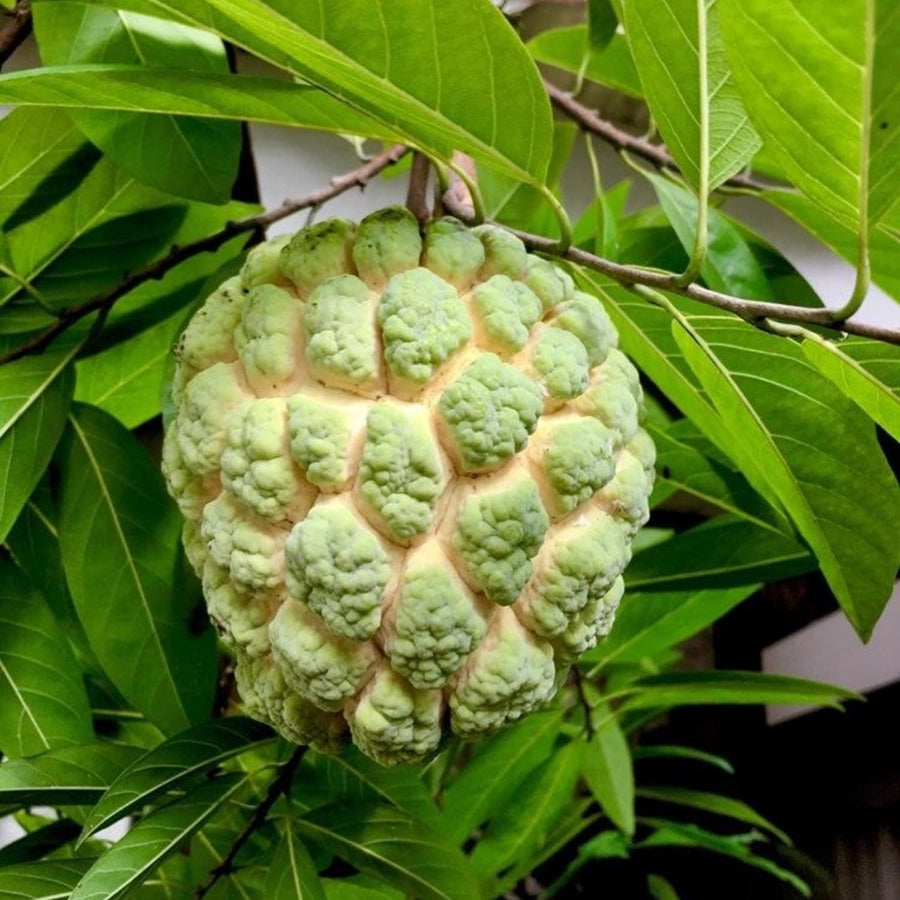 Sugar Apple Tree Live Plant, 3 Years Old Sweet Custard Apple Tree, Ready to Bear Fruits, 3-4 Feet Tall Fully Rooted