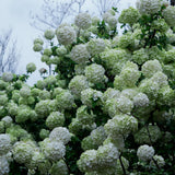 Snowball Viburnum Plant Live in 4'' Potted, Viburnum Live Plant Shrub Gardening, 4 to 5'' Tall, White Flower