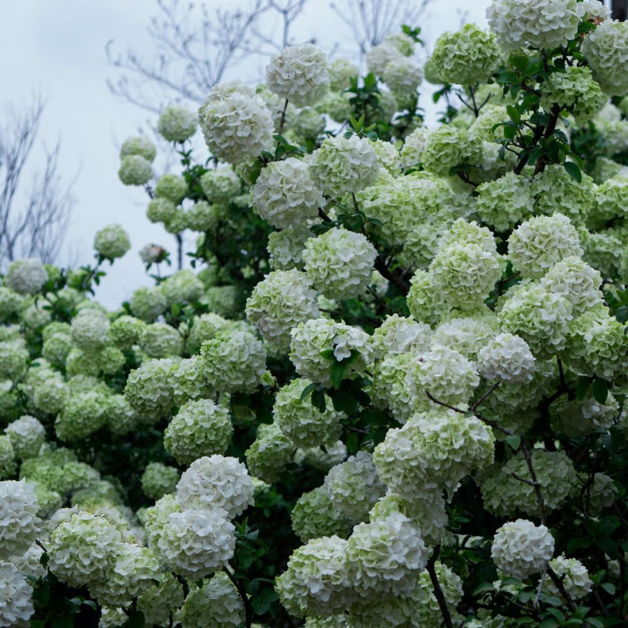 Snowball Viburnum Plant Live in 4'' Potted, Viburnum Live Plant Shrub Gardening, 4 to 5'' Tall, White Flower
