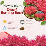 Dwarf Burning Bush Live Plant in Quart Pot, Red Burning Bush Shrubs for Outdoor Planting, 6 to 10 Inches Tall, Perennial Vibrant Bushes