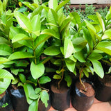 Guava Plant Live, 6-10 Inch Tall, Tropical Guava Tree in 4” Pot for Indoor or Outdoor Growing (White Guava)