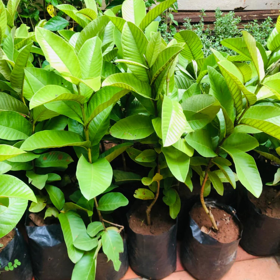 White Guava Tree Live, 8-10 Inc Tall Tropical Fruit Tree, Sweet Guava Plant for Outdoor or Indoor Planting, WEL-Rooted