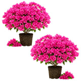 2 Trailing Bougainvillea Plants Live, Hardy Flowering Bougainvillea Plants for Hanging Basket, Container Growing, 4-8 Inches Tall (Pinkish)