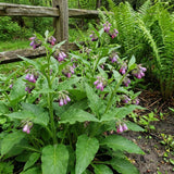 10 Comfrey Root Cuttings, Live Comfrey Plants for Planting, Fast Growing Perennial Herbs for Outdoor Garden
