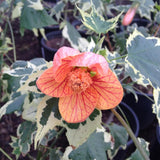 2 Abutilon Plants Live 5-8 Inches Tall - Abutilon Lantern Trailing Hanging Flower Vine Perfect for Enhancing Your Indoor Outdoor Garden (Variegated Apricot)