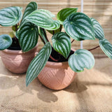 Peperomia Live Plant, Size 4 to 6 Inch Tall - Peperomia Watermelon Plant, Rooted Peperomia Houseplant Starter Plant Without Pot