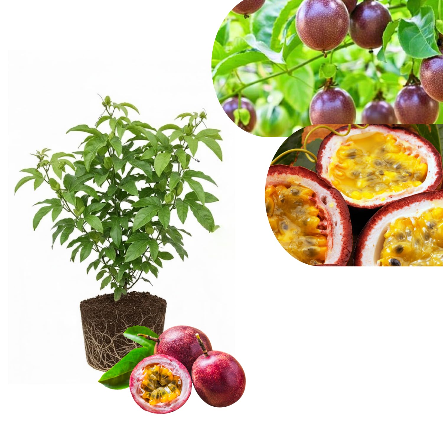 Passionfruit Live Plant 10-12″ Tall, Passion Fruit Vine, Fast Growing Tropical Vine, Outdoor or Container Growing (Purple)