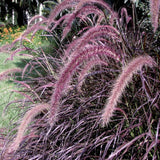 2 Red Purple Fountain Grass Plants Live for Planting, Ornamental Grass Perennial Garden Size 5 to 9 Inch Tall