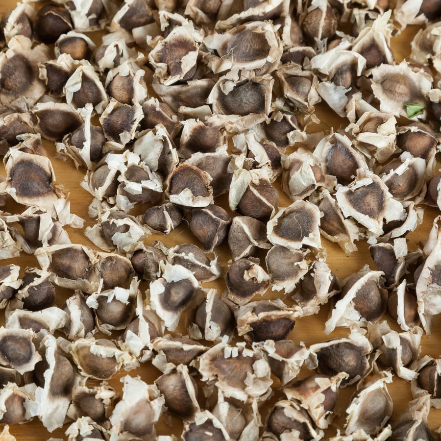 Set 100 Moringa Seeds, Moringa Oleifera Tree Seeds, Vegetable Seeds for Planting, Ready to Grow