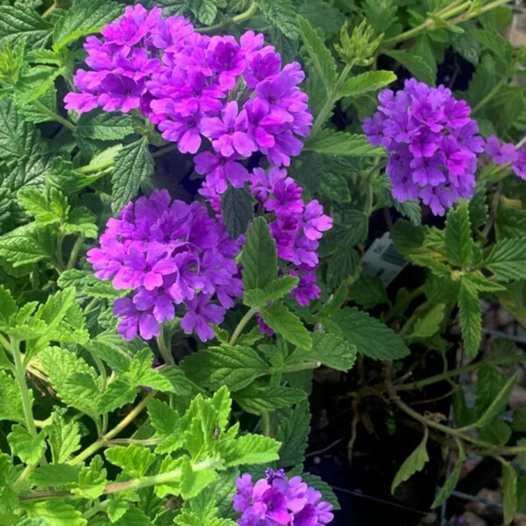 Perennial Purple Verbena Plants Live, Sets 6 Plants Verbena for Planting, No Pot, Size 5-9 Inc Tall, Spring Plants Verbena for Trailing Basket, No Pot