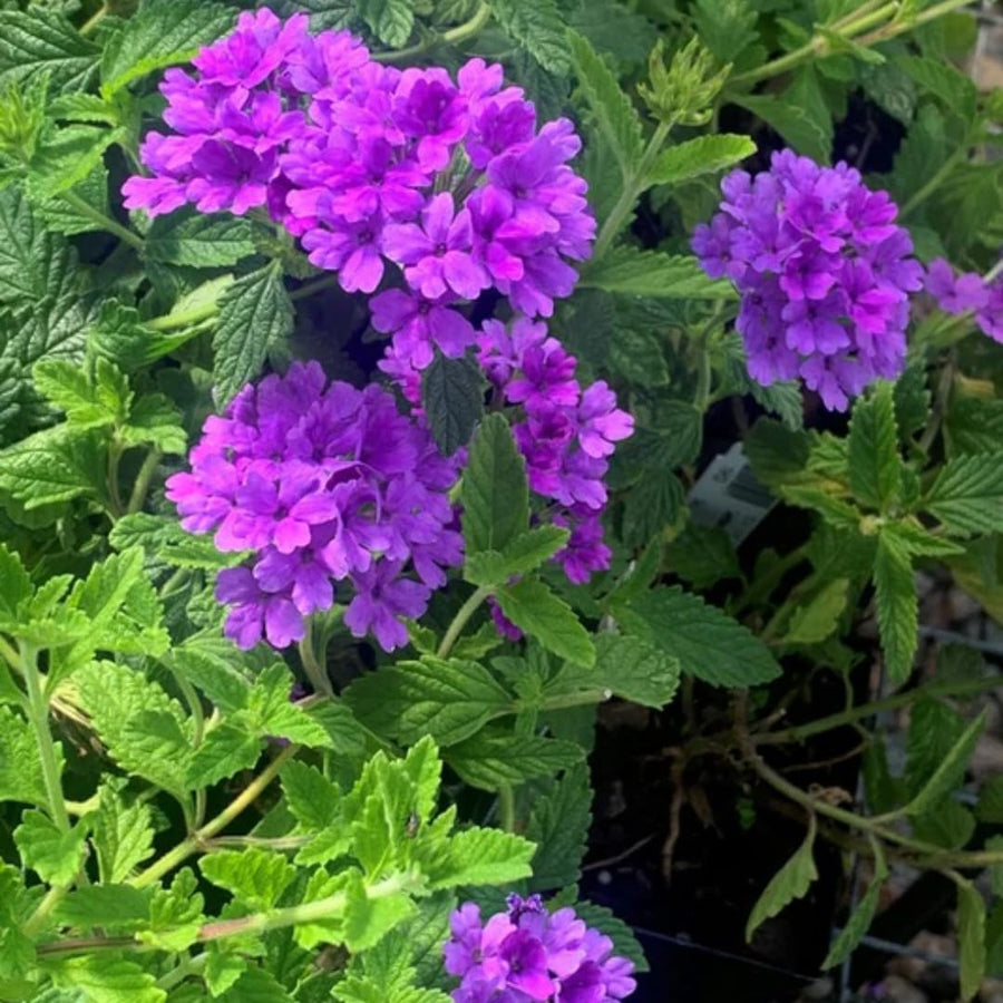 Perennial Purple Verbena Plants Live, Sets 6 Plants Verbena for Planting, No Pot, Size 5-9 Inc Tall, Spring Plants Verbena for Trailing Basket, No Pot