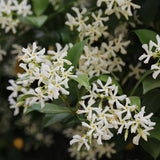 Star Jasmine Plant Live, Fragrant Jasmine Vine for Outdoor Planting, Starter Plant in 4'' Pot, Easy Care