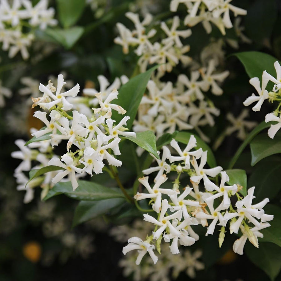 Star Jasmine Plant Live, Fragrant Jasmine Vine for Outdoor Planting, Starter Plant in 4'' Pot, Easy Care