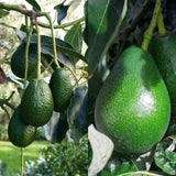 16-20" Cold Hardy HASS Avocado Tree Live Plant in Half Gallon, 1 Year Old Avocados Seedling for Planting, No CA