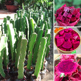 Red Dragon Fruit Plant Live Pot 4 Inc, Dragon Fruit Tree