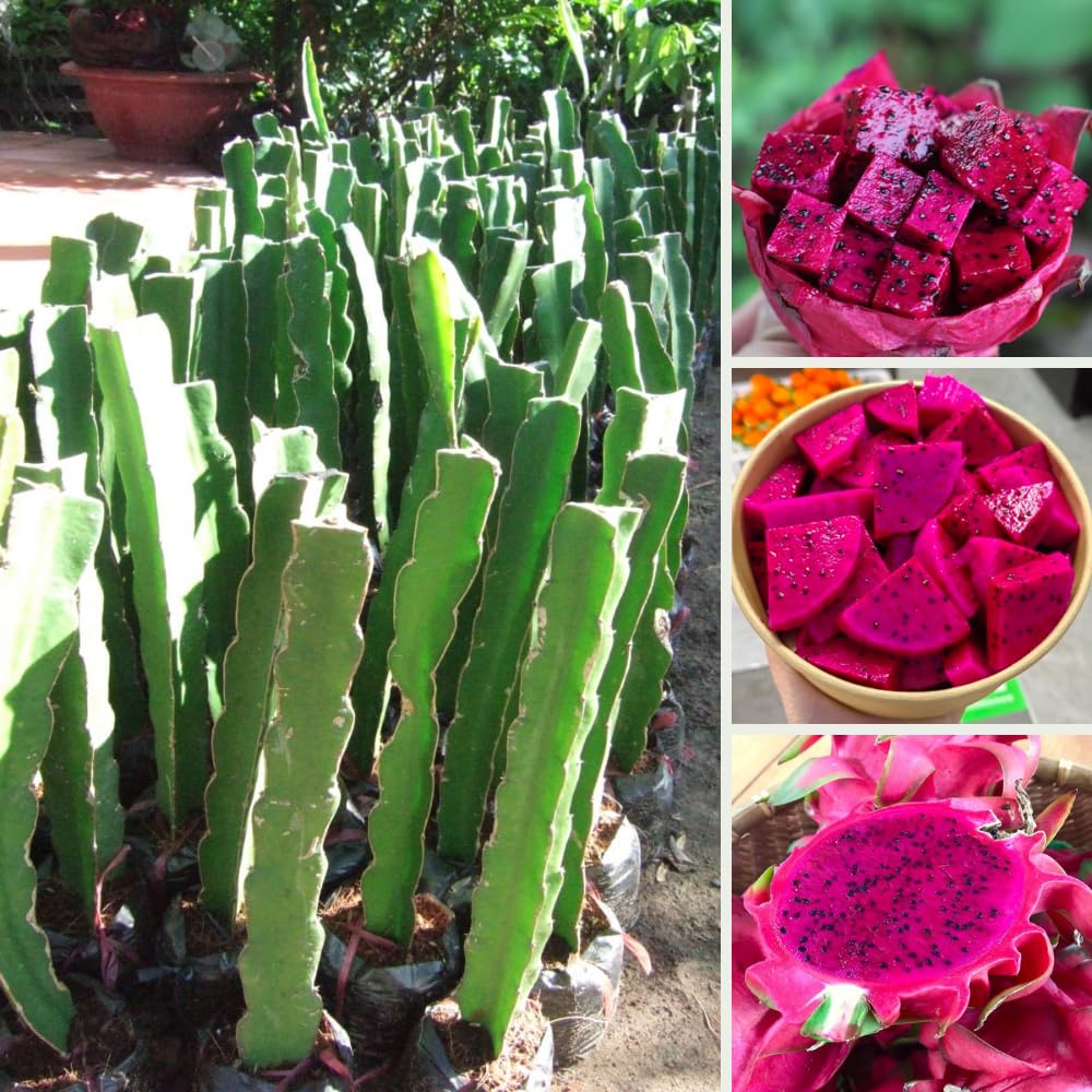 Red Dragon Fruit Plant Live Pot 4 Inc, Dragon Fruit Tree