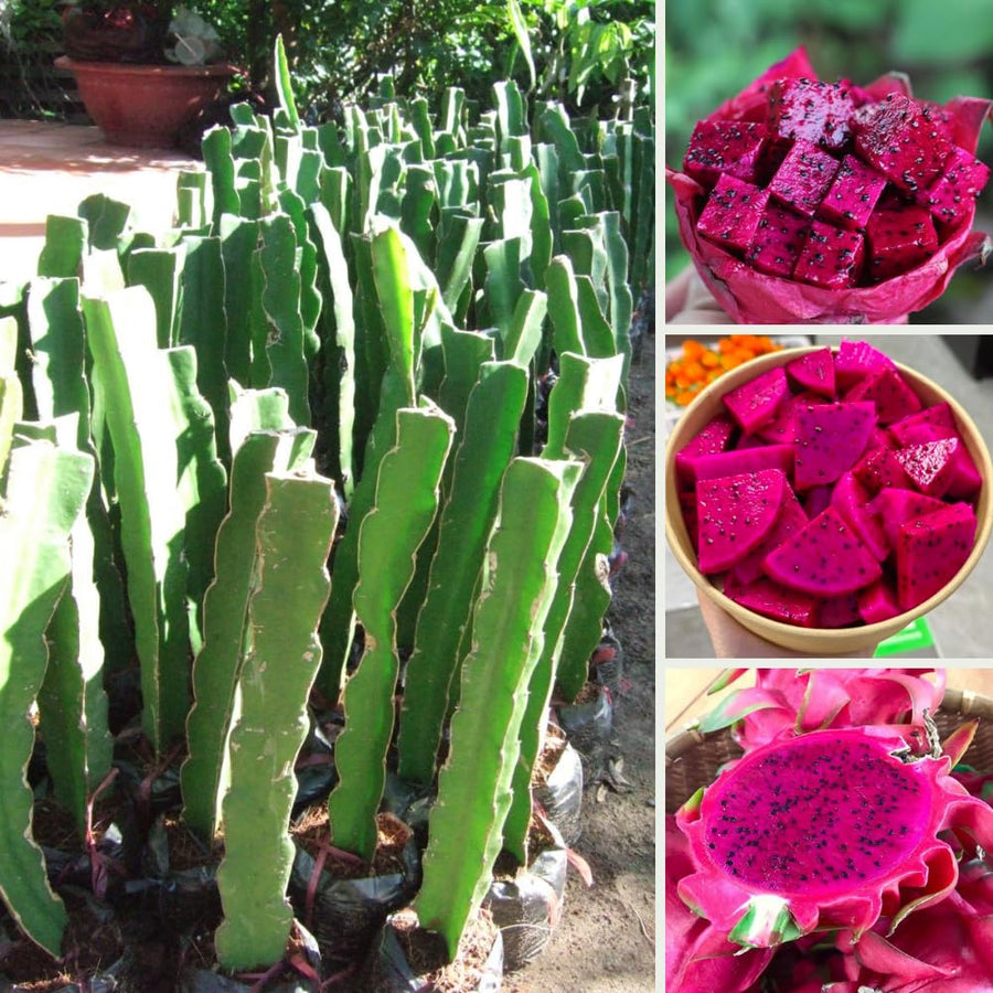 Red Dragon Fruit Plant Live Pot 4 Inc, Dragon Fruit Tree