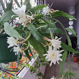 2 Queen of the Night Live Plant in 4 Inch Pot, Orchid Cactus Seedling, 3-6 Inches Tall, Night Blooming Flower Plant
