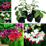 2 Bleeding Heart Vine 5 to 9 Inch Tall, Clerodendrum Bleeding Heart Plants Live Well Rooted, Ornamental Flowers (Mixed Bleeding Heart)