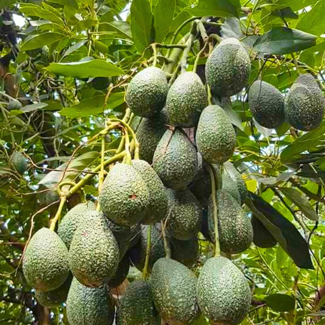 15"-20" Avocado Trees Live Plants in Half Gallon Pot, Avocado Plant, Winter Hardy, 1 Year Old Tree, No CA