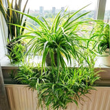 Spider Plants Live House Plants, Variegated Spider Plant for Hanging Basket, 2-3 Inc Tall, Easy-Care Houseplant, No Pot