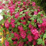 Pink Flowering Currants Live Plant in Pot, 4-7" Tall, Flowering Currants Plant, Hardy Ornamental Shrub for Garden Landscape, Spring Blooms