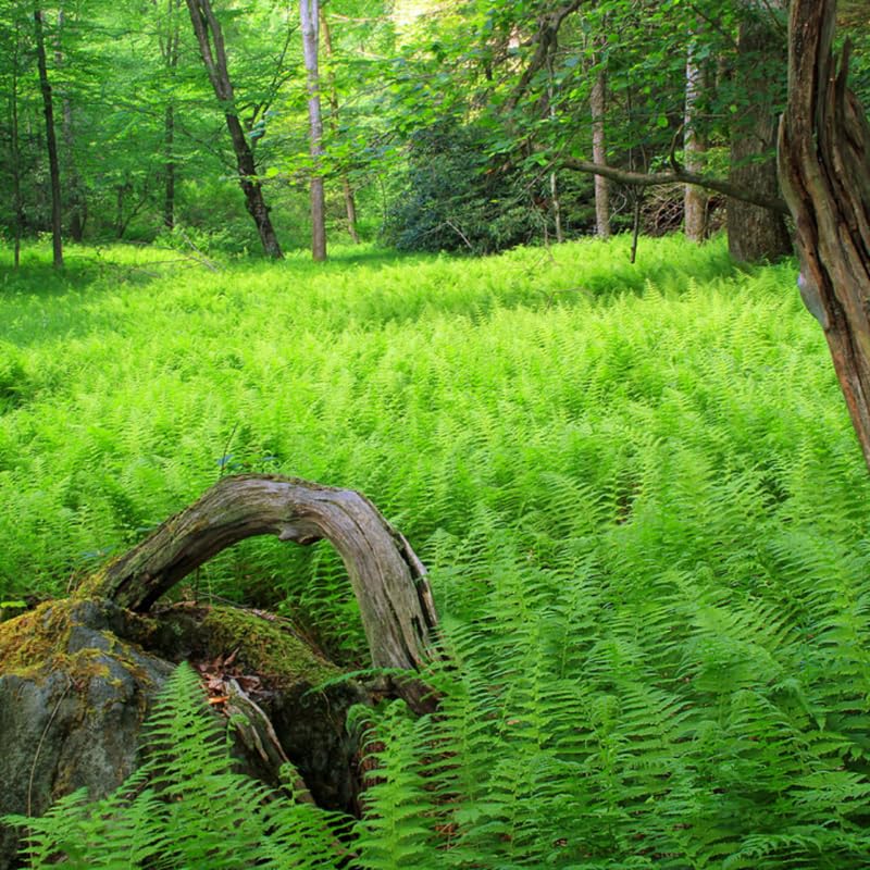 5 Hay Scented Fern Rhizomes Live Plants for Planting, Ferns Live Plants Outdoors Indoors Full Shade, Bare Roots, Fast-Growing