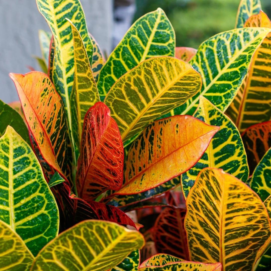 Croton Live Plant in 4 Inch Pot - 5 to 8 Inch Tall Colorful Tropical Houseplant, Perennial Croton Plants - Indoor Decorative Foliage Plant