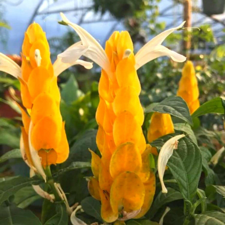 Live Yellow Shrimp Plants, 2 Plants, Shrimp Plants Live for Garden, 4 to 6 Inches