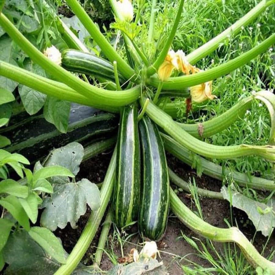 2 Green Squash Zucchini Plants in 4'' Pot, Live Squash Plants, 3-5'' Tall, Squash Zucchini Plants, 2 Plants Per Pot