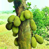 Jackfruit Tree in 4 Inch Pot, 6-8” Tall Tropical Fruit Plant for Garden, Well-Rooted Seedling
