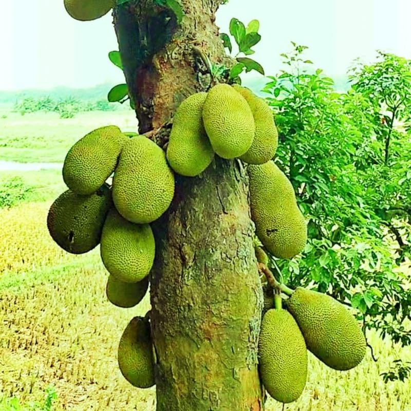Jackfruit Tree in 4 Inch Pot, 6-8” Tall Tropical Fruit Plant for Garden, Well-Rooted Seedling