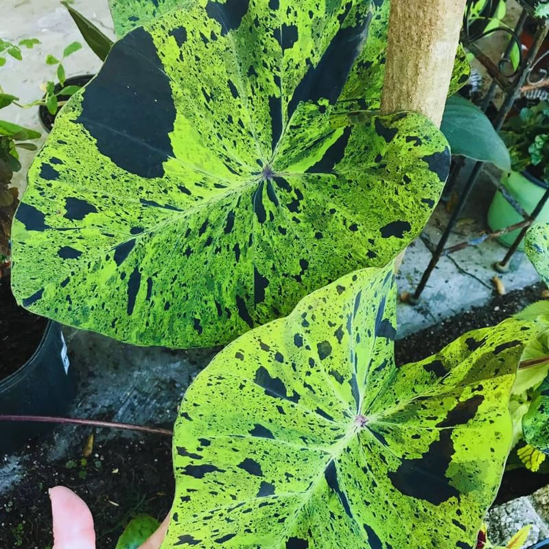 2 Alocasia Live Plants, Alocasia Plants Indoor, 3 to 5 Inches, House Plant Live for Gardening