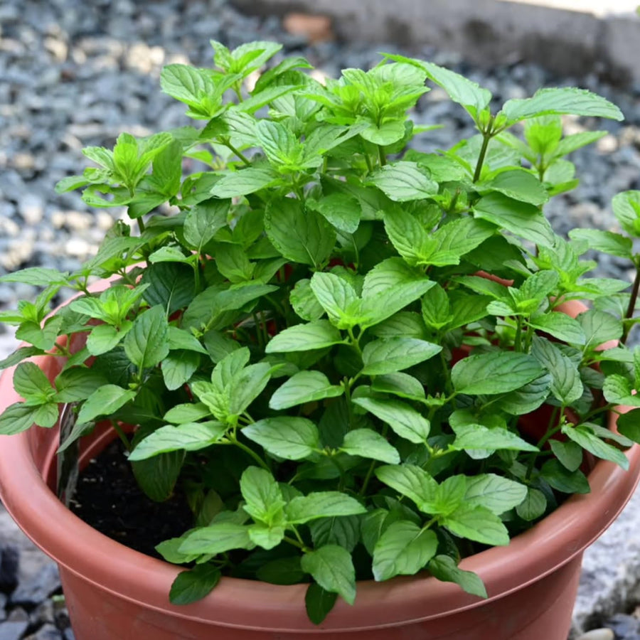 Fresh Mojito Mint Live Plant in 3.5 Inch Pot, Mint Herb Live Plant for Indoor Outdoor Growing, Spring Planting