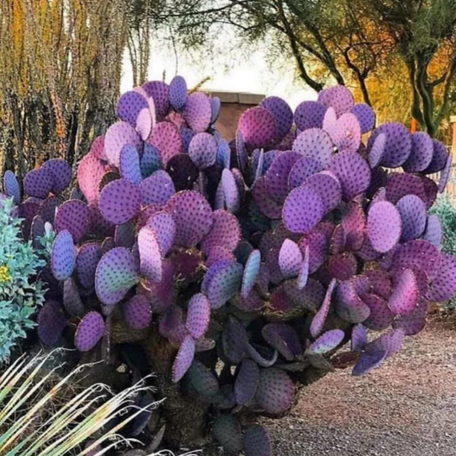 Live Purple Prickly Pear Cactus Plants, Hardy Perennial Succulents Plant, 3.5 Inch Pot for Outdoor Garden