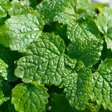 Live Lemon Balm Herb Plant, Fragrant Herb Plant, 6-9 Inches Tall for Growing