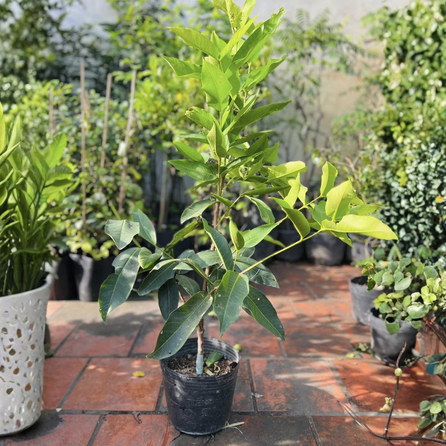 Sweet Green Wax Apple Tree Live Plant, 3 Feet Tall Tropical Fruit Tree, Zones 9-11 for Outdoor Indoor Planting, Rare Fruit