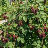 Thornless Boysenberry Plant, Boysenberry Plant for Planting, 5-7 Inc Tall, Sweet Boysenberries for Indoor Outdoor Growing