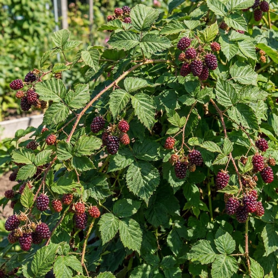 Thornless Boysenberry Plant, Boysenberry Plant for Planting, 5-7 Inc Tall, Sweet Boysenberries for Indoor Outdoor Growing
