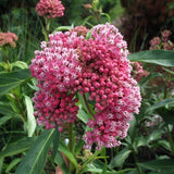 2 Pink Butterfly Milkweed Plants Live, Live Milkweed Plants, Asclepias Tuberosa Plant for Gardening, 5 to 7 Inc Tall